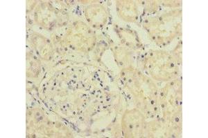 Immunohistochemistry of paraffin-embedded human kidney tissue using ABIN7157836 at dilution of 1:100 (A4GALT anticorps  (AA 244-353))