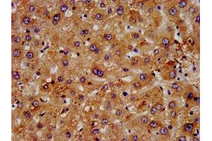 IHC image of ABIN7152853 diluted at 1:500 and staining in paraffin-embedded human liver tissue performed on a Leica BondTM system. (FGFRL1 anticorps  (AA 403-470))