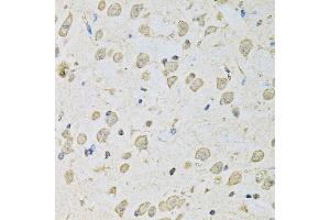 Immunohistochemistry of paraffin-embedded mouse brain using PSMC2 antibody (ABIN1874379) at dilution of 1:100 (40x lens). (PSMC2 anticorps)
