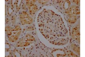 IHC image of ABIN7127546 diluted at 1:100 and staining in paraffin-embedded human kidney tissue performed on a Leica BondTM system.