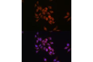Immunofluorescence analysis of HeLa cells using CRM1/XPO1 antibody (ABIN7267067). (XPO1 anticorps)