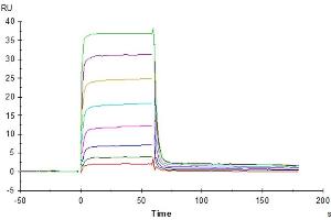 Human PVRIG, mFc Tag captured on CM5 Chip via Anti-Mouse Antibody can bind Human Nectin-2, His Tag with an affinity constant of 0.