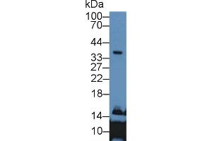 Western Blot; Sample: Human Liver lysate; Primary Ab: 2µg/mL Rabbit Anti-Human APOE Antibody Second Ab: 0. (APOE anticorps  (AA 19-181))