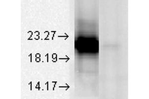 Western Blot analysis of Bovine tissue lysate showing detection of Alpha A Crystallin protein using Mouse Anti-Alpha A Crystallin Monoclonal Antibody, Clone 1H3. (CRYAA anticorps  (Atto 594))