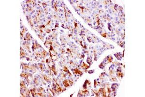 Anti- GPX1 antibody, IHC(P) IHC(P): Rat Pancreas Tissue