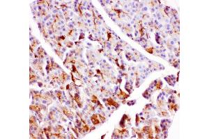Anti- GPX1 antibody, IHC(P) IHC(P): Rat Pancreas Tissue (Glutathione Peroxidase 1 anticorps  (Middle Region))
