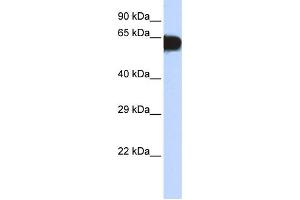 Western Blotting (WB) image for anti-T-Box 18 (TBX18) antibody (ABIN2458234) (T-Box 18 anticorps)