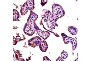 RIPK2 antibody immunohistochemistry analysis in formalin fixed and paraffin embedded human placenta tissue.