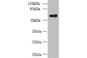 Western blot All lanes: GDPD2 antibody at 1. (GDPD2 anticorps  (AA 210-490))