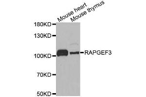 Western blot analysis of extracts of various cell lines, using RAPGEF3 antibody. (RAPGEF3 anticorps  (AA 1-200))