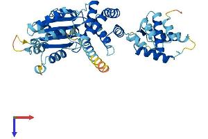 AlphaFold protein structure predicition of Human Recombinant ORC4 Protein, UniprotID O43929