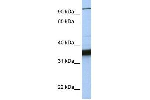 Western Blotting (WB) image for anti-Kinesin Family Member C3 (KIFC3) antibody (ABIN2458054) (KIFC3 anticorps)