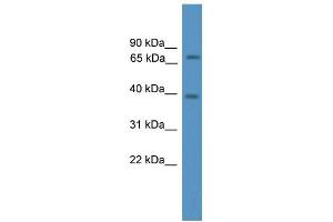 WB Suggested Anti-Ncoa4 Antibody Titration:  0. (NCOA4 anticorps  (N-Term))