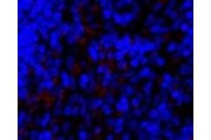 Immunofluorescence analysis of Rat spleen tissue using SNAI1 Polyclonal Antibody at dilution of 1:200.