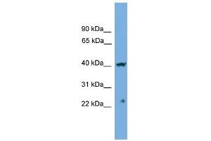 WB Suggested Anti-CENPN Antibody Titration: 0. (CENPN anticorps  (Middle Region))