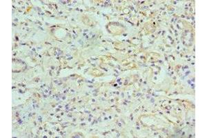 Immunohistochemistry of paraffin-embedded human kidney tissue using ABIN7153637 at dilution of 1:100 (GJC1 anticorps  (AA 247-396))