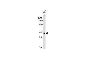 STUB1 Antibody (C-term) (ABIN656111 and ABIN2845451) western blot analysis in 293 cell line lysates (35 μg/lane).