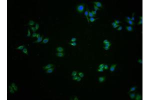 Immunofluorescence staining of HepG2 cells with ABIN7154142 at 1:100, counter-stained with DAPI. (GLYCTK anticorps  (AA 214-436))