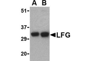 Western Blotting (WB) image for anti-Fas Apoptotic Inhibitory Molecule 2 (FAIM2) (N-Term) antibody (ABIN1031438)