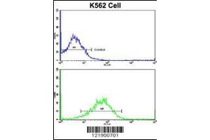 Flow cytometric analysis of K562 cells using SFRP5 Antibody (bottom histogram) compared to a negative control cell (top histogram). (SFRP5 anticorps  (AA 219-248))
