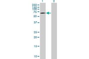 Western Blot analysis of TAF1B expression in transfected 293T cell line by TAF1B MaxPab polyclonal antibody.