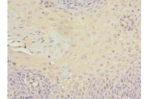 Immunohistochemistry of paraffin-embedded human tonsil tissue using ABIN7165801 at dilution of 1:100