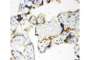 IHC-F: human placenta tissue (CYP11A1 anticorps  (C-Term))