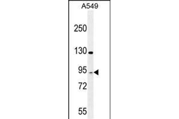 TAGAP antibody  (AA 103-129)