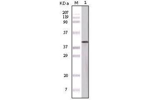 Image no. 1 for anti-Ovalbumin (OVA) antibody (ABIN1496264) (Ovalbumin anticorps)