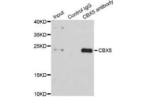 Immunoprecipitation analysis of 200ug extracts of HeLa cells using 1ug CBX5 antibody. (CBX5 anticorps)