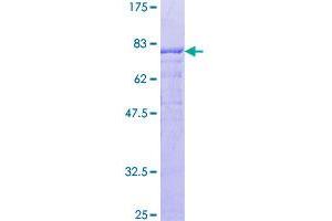 Image no. 1 for RAN Binding Protein 3 (RANBP3) (AA 1-397) protein (GST tag) (ABIN1317382)