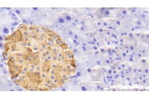 Detection of SCGN in Mouse Pancreas Tissue using Polyclonal Antibody to Secretagogin (SCGN)