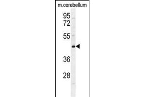 CYB5D2 Antibody (C-term) (ABIN655228 and ABIN2844834) western blot analysis in mouse cerebellum tissue lysates (35 μg/lane). (CYB5D2 anticorps  (C-Term))