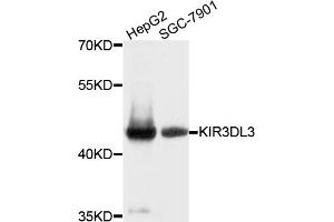 Western blot analysis of extracts of various cell lines, using KIR3DL3 antibody. (KIR3DL3 anticorps)