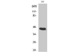 Western Blotting (WB) image for anti-Caspase 1 (CASP1) (Ser197) antibody (ABIN3174180) (Caspase 1 anticorps  (Ser197))