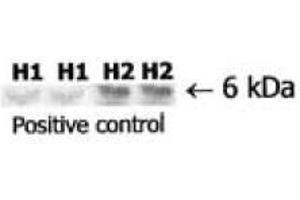 anti-Relaxin 2 (RLN2) antibody