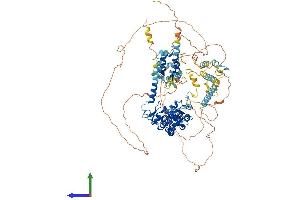 AlphaFold protein structure predicition of Mouse Recombinant Rubcn Protein, UniprotID Q80U62