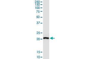 RPL29 MaxPab polyclonal antibody. (RPL29 anticorps  (AA 1-157))