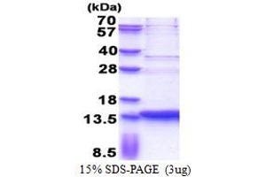 SDS-PAGE (SDS) image for Small EDRK-Rich Factor 2 (SERF2) (AA 1-59) protein (His tag) (ABIN5853294)