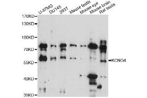 Western blot analysis of extracts of various cell lines, using KCNG4 antibody (ABIN6292513) at 1:3000 dilution. (KCNG4 anticorps)
