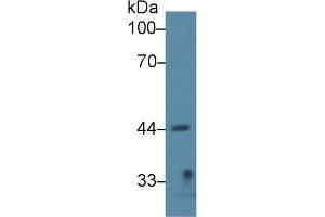 Western Blot; Sample: Rat Lung lysate; Primary Ab: 2µg/ml Rabbit Anti-Rat SIRT7 Antibody Second Ab: 0. (SIRT7 anticorps  (AA 135-274))