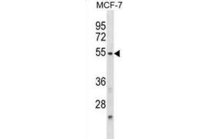 Western Blotting (WB) image for anti-Nuclear Factor, Interleukin 3 Regulated (NFIL3) antibody (ABIN2998925)