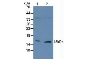 Western blot analysis of (1) Human 293T Cells and (2) Human Raji Cells. (H2AFX anticorps  (AA 2-143))