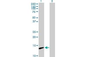 Western Blot analysis of PNCK expression in transfected 293T cell line by PNCK MaxPab polyclonal antibody. (PNCK anticorps  (AA 1-121))