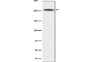 Western blot analysis of CHD3 expression in K562 cell lysate.