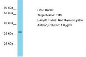 Image no. 1 for anti-E2F Transcription Factor 6 (E2F6) (AA 101-150) antibody (ABIN6750462) (E2F6 anticorps  (AA 101-150))