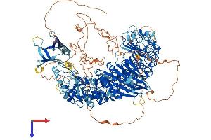AlphaFold protein structure predicition of Human Recombinant PHLPP2 Protein, UniprotID Q6ZVD8