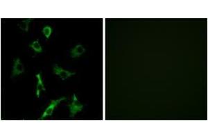 Immunofluorescence analysis of COS7 cells, using OR5B3 Antibody. (OR5B3 anticorps  (AA 157-206))