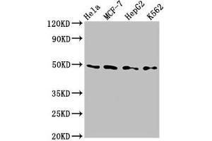 Western Blot Positive WB detected in: Hela whole cell lysate, MCF-7 whole cell lysate, HepG2 whole cell lysate, K562 whole cell lysate All lanes: TEAD4 antibody at 2. (TEAD4 anticorps  (AA 74-434))