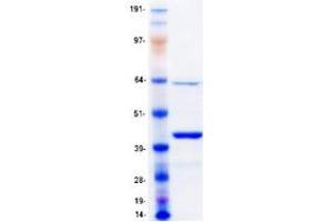 Validation with Western Blot